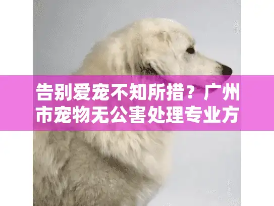 告别爱宠不知所措？广州市宠物无公害处理专业方案解析
