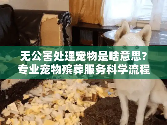 无公害处理宠物是啥意思?专业宠物殡葬服务科学流程解析