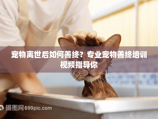 宠物离世后如何善终？专业宠物善终培训视频指导你