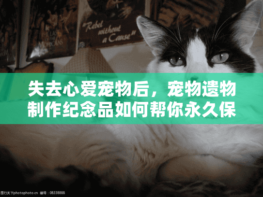 失去心爱宠物后，宠物遗物制作纪念品如何帮你永久保存珍贵回忆？