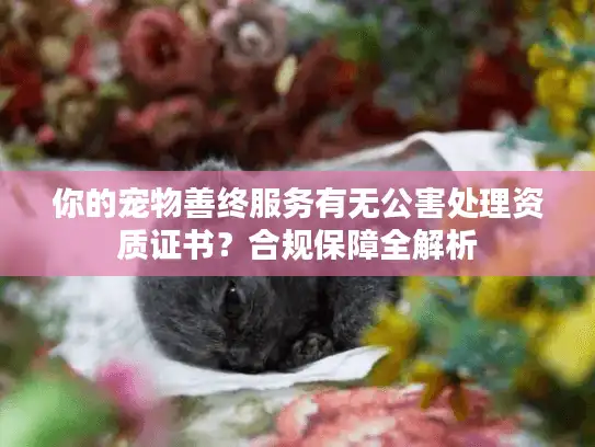 你的宠物善终服务有无公害处理资质证书？合规保障全解析
