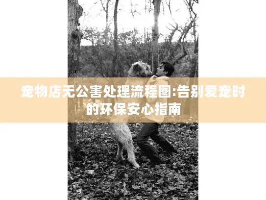 宠物店无公害处理流程图:告别爱宠时的环保安心指南