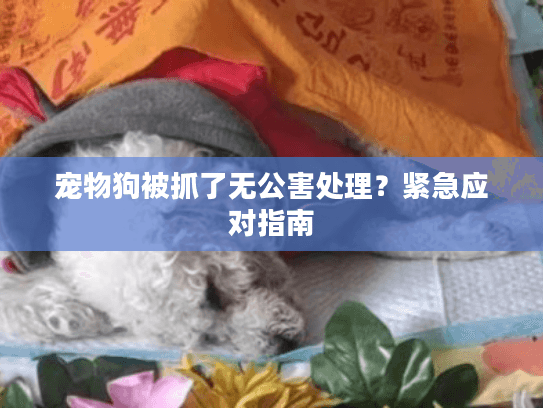 宠物狗被抓了无公害处理？紧急应对指南