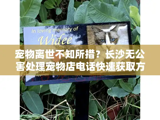 宠物离世不知所措？长沙无公害处理宠物店电话快速获取方案