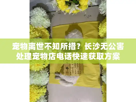 宠物离世不知所措？长沙无公害处理宠物店电话快速获取方案