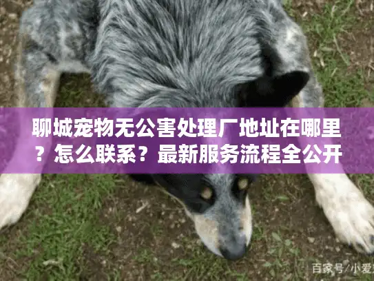 聊城宠物无公害处理厂地址在哪里?怎么联系?最新服务流程全公开 聊城宠物无公害处理厂地址在哪里?怎么联系?最新服务流程全公开