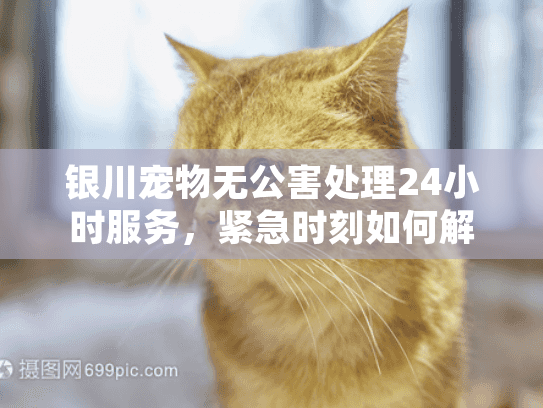 银川宠物无公害处理24小时服务，紧急时刻如何解决爱宠后事难题