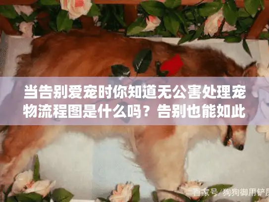 当告别爱宠时你知道无公害处理宠物流程图是什么吗?告别也能如此环保 当告别爱宠时你知道无公害处理宠物流程图是什么吗?告别也能如此环保