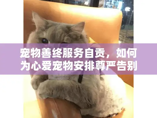 宠物善终服务自贡，如何为心爱宠物安排尊严告别？