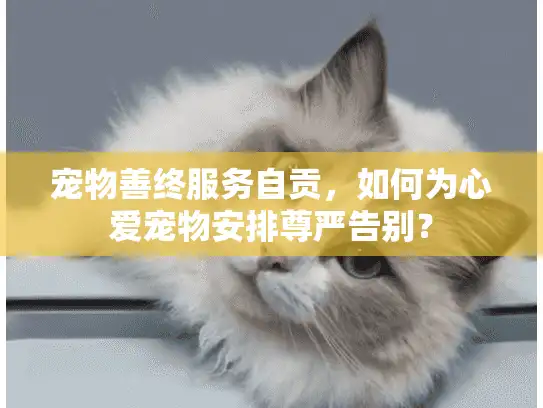 宠物善终服务自贡，如何为心爱宠物安排尊严告别？