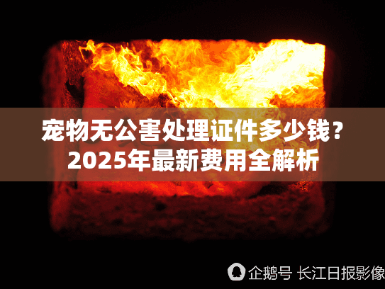 宠物无公害处理证件多少钱？2025年最新费用全解析