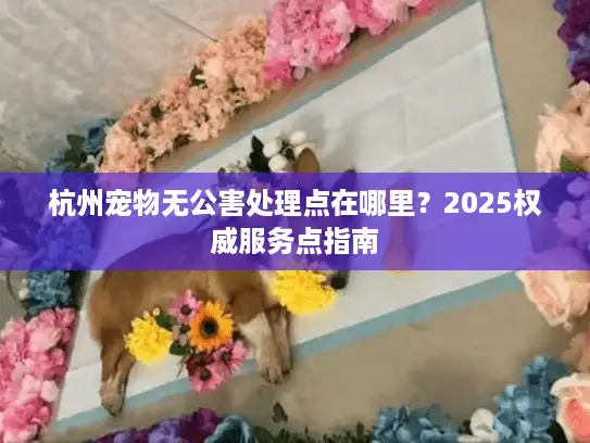 杭州宠物无公害处理点在哪里？2025权威服务点指南