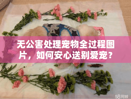无公害处理宠物全过程图片，如何安心送别爱宠？