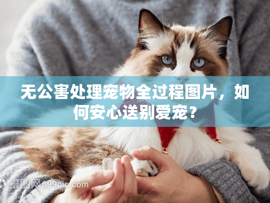 无公害处理宠物全过程图片，如何安心送别爱宠？