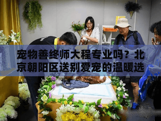 宠物善终师大程专业吗？北京朝阳区送别爱宠的温暖选择