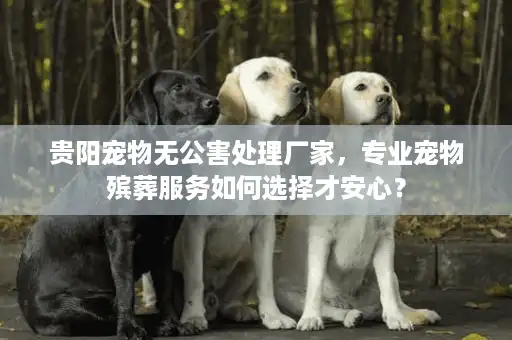 贵阳宠物无公害处理厂家，专业宠物殡葬服务如何选择才安心？