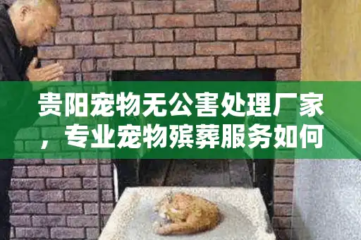 贵阳宠物无公害处理厂家，专业宠物殡葬服务如何选择才安心？