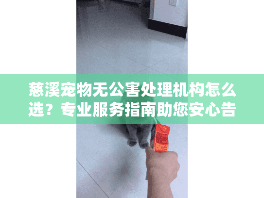 慈溪宠物无公害处理机构怎么选？专业服务指南助您安心告别