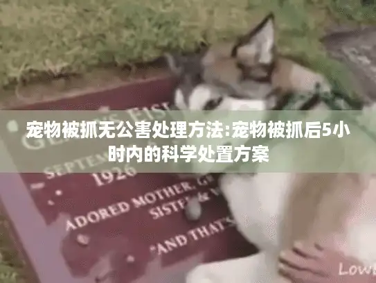宠物被抓无公害处理方法:宠物被抓后5小时内的科学处置方案 宠物被抓无公害处理方法:宠物被抓后5小时内的科学处置方案