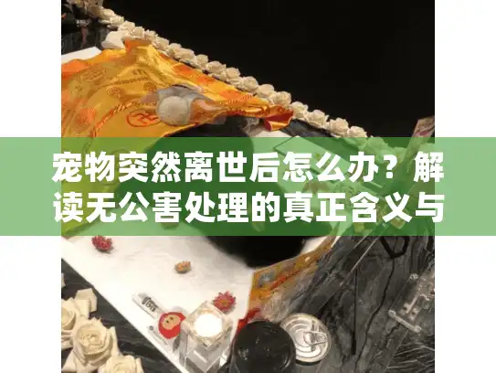 宠物突然离世后怎么办？解读无公害处理的真正含义与服务选择