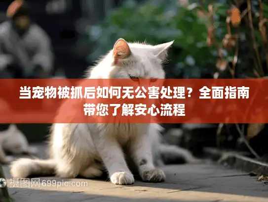 当宠物被抓后如何无公害处理？全面指南带您了解安心流程