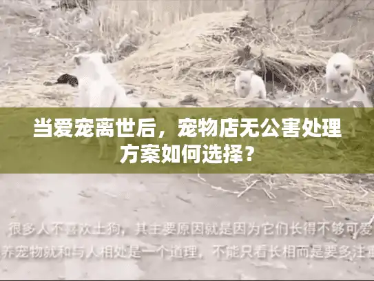 当爱宠离世后，宠物店无公害处理方案如何选择？