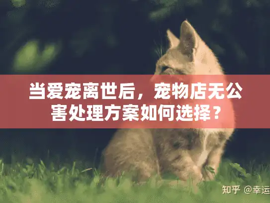 当爱宠离世后，宠物店无公害处理方案如何选择？