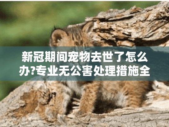 新冠期间宠物去世了怎么办?专业无公害处理措施全解析