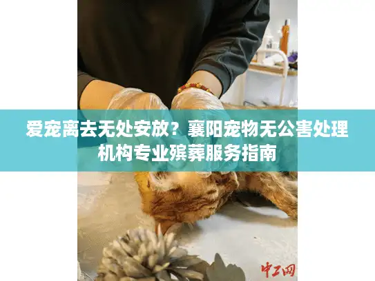 爱宠离去无处安放?襄阳宠物无公害处理机构专业殡葬服务指南 爱宠离去无处安放?襄阳宠物无公害处理机构专业殡葬服务指南