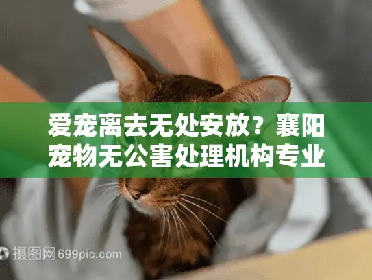 爱宠离去无处安放?襄阳宠物无公害处理机构专业殡葬服务指南 爱宠离去无处安放?襄阳宠物无公害处理机构专业殡葬服务指南