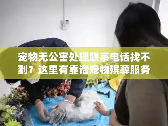 宠物无公害处理联系电话找不到？这里有靠谱宠物殡葬服务电话指南