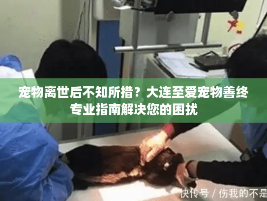 宠物离世后不知所措？大连至爱宠物善终专业指南解决您的困扰