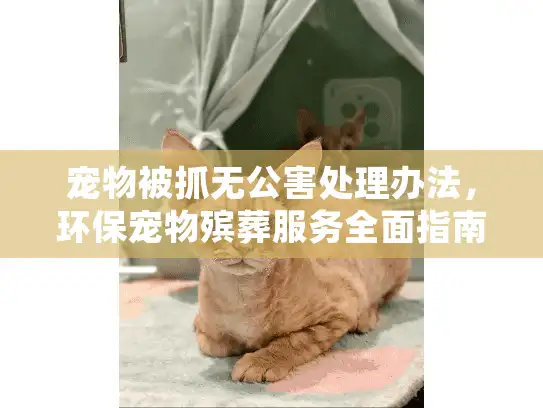 宠物被抓无公害处理办法，环保宠物殡葬服务全面指南