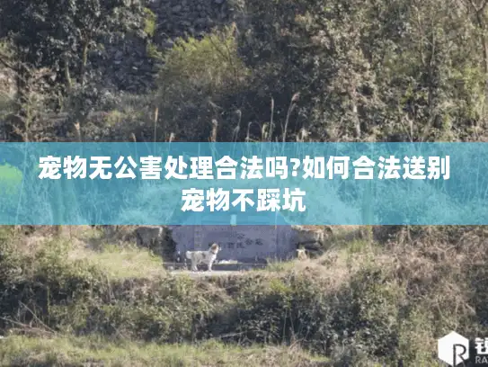 宠物无公害处理合法吗?如何合法送别宠物不踩坑