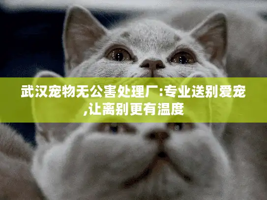 武汉宠物无公害处理厂:专业送别爱宠,让离别更有温度 武汉宠物无公害处理厂:专业送别爱宠,让离别更有温度