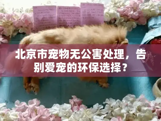 北京市宠物无公害处理,告别爱宠的环保选择? 北京市宠物无公害处理,告别爱宠的环保选择?