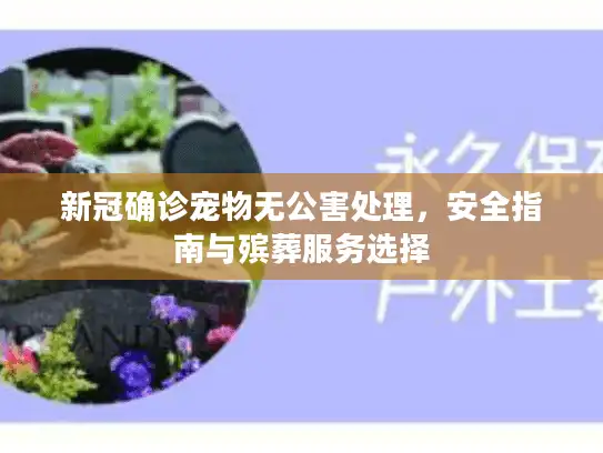新冠确诊宠物无公害处理，安全指南与殡葬服务选择