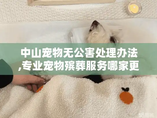 中山宠物无公害处理办法,专业宠物殡葬服务哪家更靠谱？
