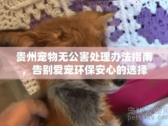 贵州宠物无公害处理办法指南，告别爱宠环保安心的选择