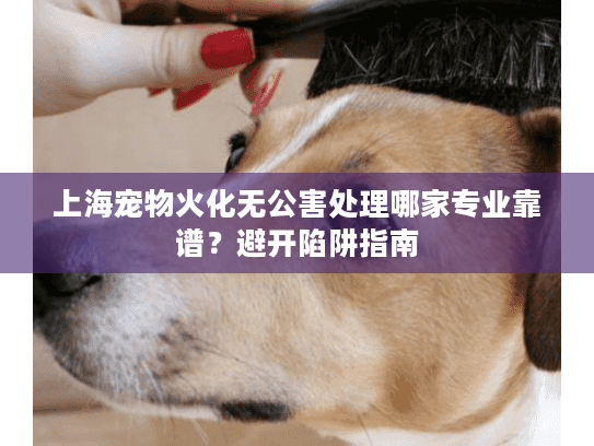 上海宠物火化无公害处理哪家专业靠谱?避开陷阱指南 上海宠物火化无公害处理哪家专业靠谱?避开陷阱指南