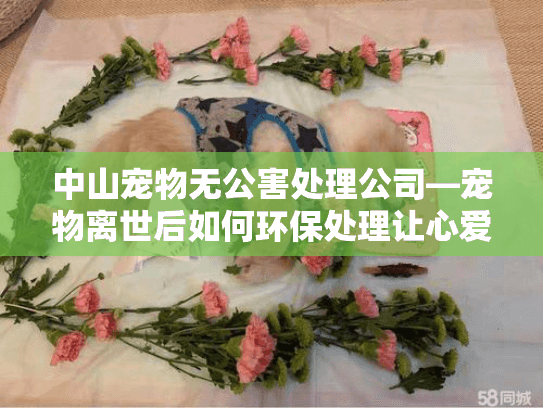 中山宠物无公害处理公司—宠物离世后如何环保处理让心爱伙伴安息? 中山宠物无公害处理公司—宠物离世后如何环保处理让心爱伙伴安息?