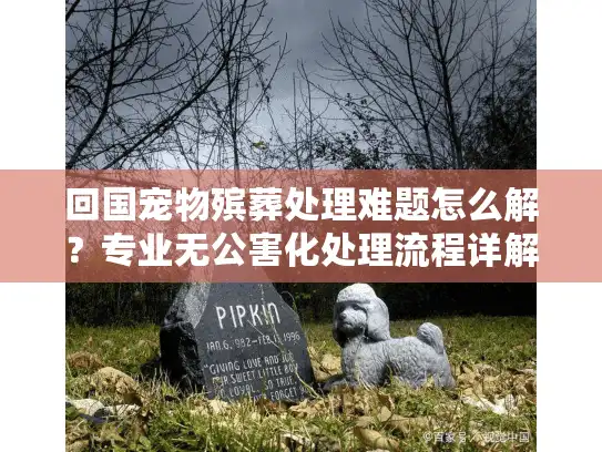 回国宠物殡葬处理难题怎么解？专业无公害化处理流程详解