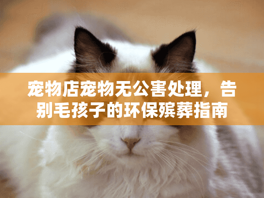 宠物店宠物无公害处理，告别毛孩子的环保殡葬指南