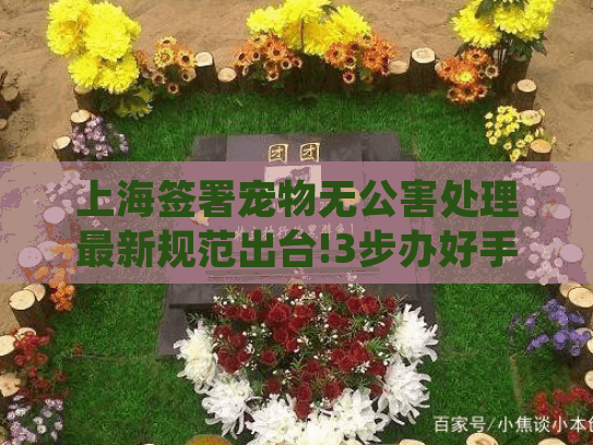 上海签署宠物无公害处理最新规范出台!3步办好手续避罚款
