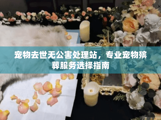宠物去世无公害处理站，专业宠物殡葬服务选择指南
