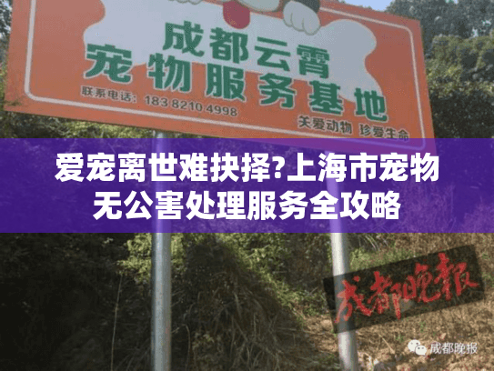 爱宠离世难抉择?上海市宠物无公害处理服务全攻略 爱宠离世难抉择?上海市宠物无公害处理服务全攻略