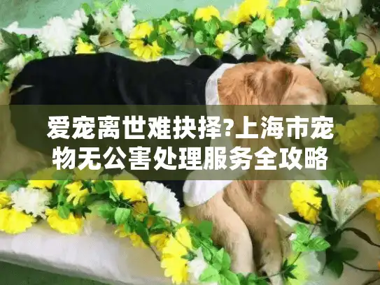 爱宠离世难抉择?上海市宠物无公害处理服务全攻略 爱宠离世难抉择?上海市宠物无公害处理服务全攻略