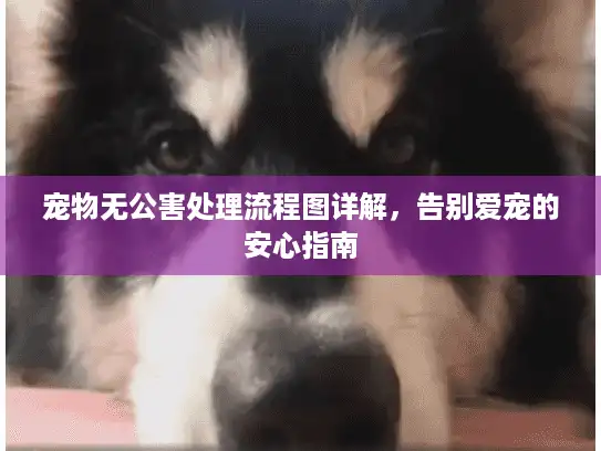 宠物无公害处理流程图详解，告别爱宠的安心指南