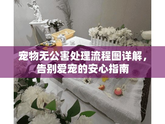 宠物无公害处理流程图详解，告别爱宠的安心指南