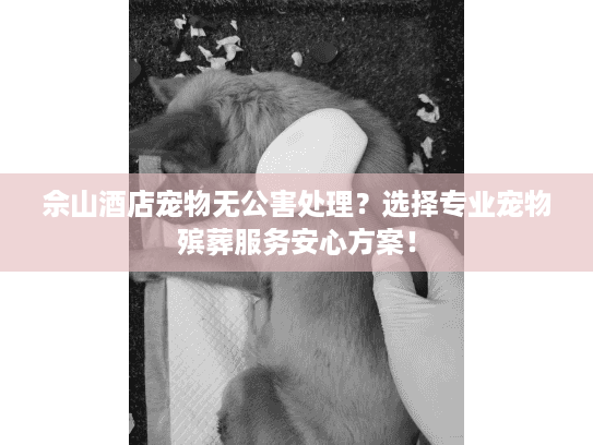 佘山酒店宠物无公害处理?选择专业宠物殡葬服务安心方案! 佘山酒店宠物无公害处理?选择专业宠物殡葬服务安心方案!